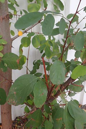 Robinia pseudoacacia / False Acacia, D Mannheim,  Friesenheimer Insel 13.10.2015