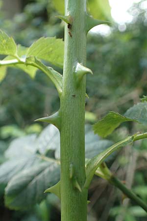 Rosa subcollina \ Falsche Hecken-Rose, Falsche Hgel-Rose, D Lonetal bei Bissingen 28.6.2016