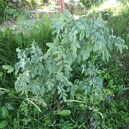 Rosa pendulina \ Alpen-Heckenrose, D Pfronten 28.6.2016