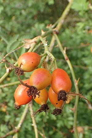 Rosa rubiginosa / Sweet Briar, D Wurmlingen 3.9.2016