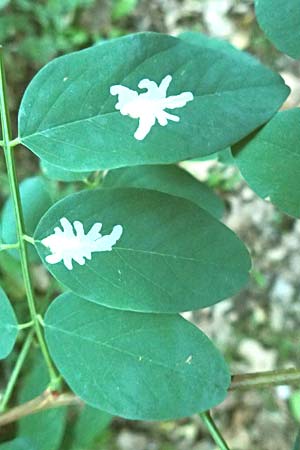 Robinia pseudoacacia \ Robinie, D Waghäusel 14.10.2016