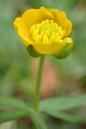 Ranunculus opimus \ Stattlicher Gold-Hahnenfu, Feister Gold-Hahnenfu / Portly Goldilocks, D Großwallstadt am Main 8.4.2017