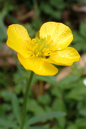 Ranunculus opimus \ Stattlicher Gold-Hahnenfu, Feister Gold-Hahnenfu / Portly Goldilocks, D Großwallstadt am Main 8.4.2017