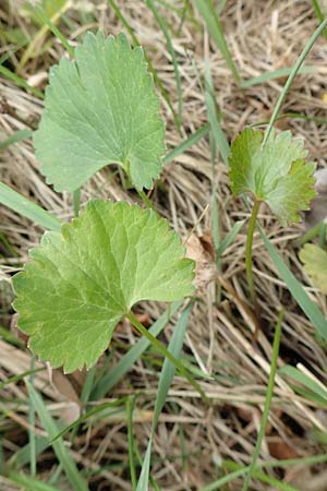 Ranunculus onsdorfensis / Onsdorf Goldilocks , D Konz-Onsdorf 22.4.2017