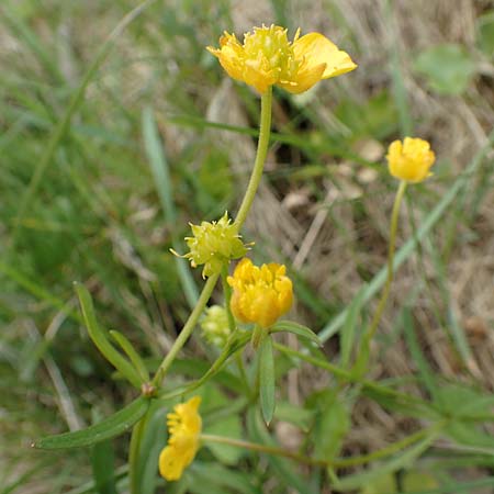 Ranunculus onsdorfensis / Onsdorf Goldilocks , D Konz-Onsdorf 22.4.2017