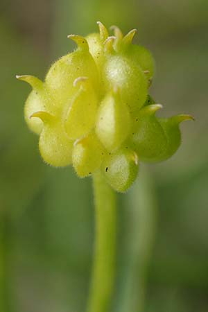 Ranunculus onsdorfensis \ Onsdorfer Gold-Hahnenfu / Onsdorf Goldilocks , D Konz-Onsdorf 22.4.2017