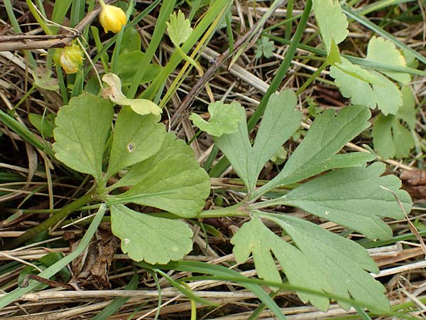 Ranunculus onsdorfensis / Onsdorf Goldilocks , D Konz-Onsdorf 22.4.2017