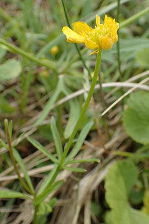 Ranunculus onsdorfensis \ Onsdorfer Gold-Hahnenfu / Onsdorf Goldilocks , D Konz-Onsdorf 22.4.2017