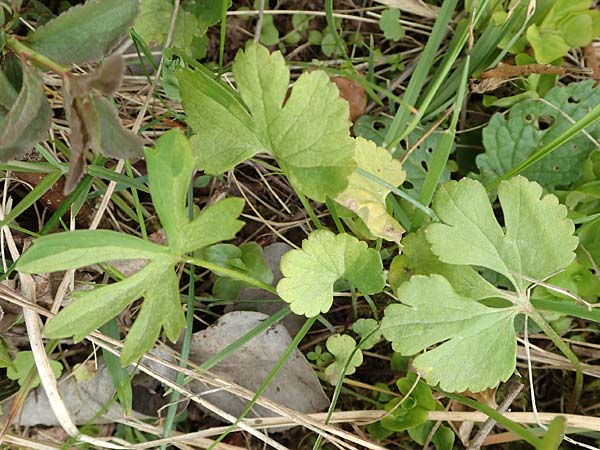 Ranunculus onsdorfensis \ Onsdorfer Gold-Hahnenfu / Onsdorf Goldilocks , D Konz-Onsdorf 22.4.2017