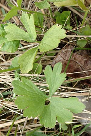 Ranunculus onsdorfensis \ Onsdorfer Gold-Hahnenfu / Onsdorf Goldilocks , D Konz-Onsdorf 22.4.2017