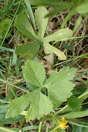 Ranunculus onsdorfensis \ Onsdorfer Gold-Hahnenfu / Onsdorf Goldilocks , D Konz-Onsdorf 22.4.2017