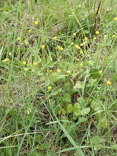 Ranunculus onsdorfensis / Onsdorf Goldilocks , D Konz-Onsdorf 22.4.2017