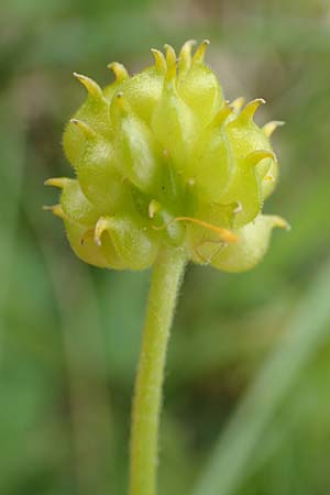 Ranunculus onsdorfensis / Onsdorf Goldilocks , D Konz-Onsdorf 22.4.2017