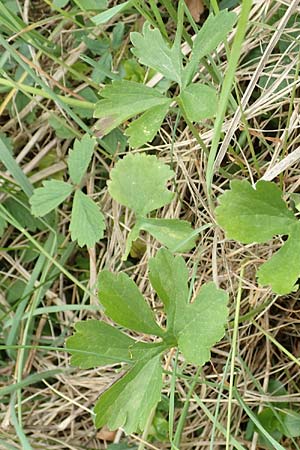 Ranunculus onsdorfensis \ Onsdorfer Gold-Hahnenfu / Onsdorf Goldilocks , D Konz-Onsdorf 22.4.2017