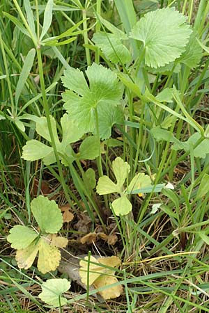 Ranunculus onsdorfensis \ Onsdorfer Gold-Hahnenfu / Onsdorf Goldilocks , D Konz-Onsdorf 22.4.2017