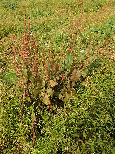 Rumex obtusifolius subsp. transiens \ Mittlerer Stumpfblatt-Ampfer / Intermediate Broad-Leaved Dock, D Weißenthurm-Kaltenengers 27.9.2017