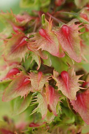 Rumex obtusifolius subsp. transiens \ Mittlerer Stumpfblatt-Ampfer / Intermediate Broad-Leaved Dock, D Weißenthurm-Kaltenengers 27.9.2017