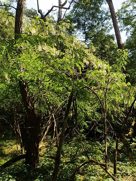 Robinia pseudoacacia / False Acacia, D Mannheim 18.5.2018