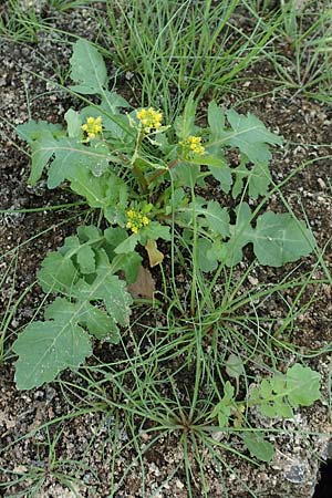 Rorippa palustris \ Gewhnliche Sumpfkresse / Marsh Yellow-Cress, D Hövelhof 23.8.2018