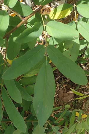 Robinia pseudoacacia \ Robinie / False Acacia, D Mannheim 22.9.2018