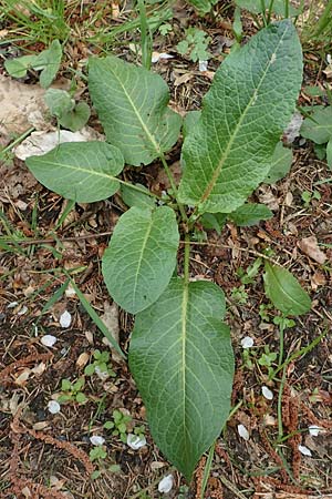 Rumex obtusifolius s.l. \ Stumpfblttriger Ampfer / Broad-Leaved Dock, D Schalksmühle 25.4.2019