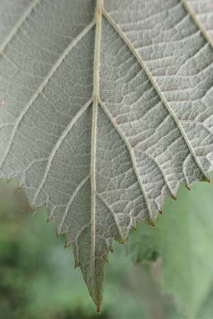 Rubus obtusangulus \ Stumpfkantige Brombeere / Obtuse-Angle Bramble, D Stutensee-Blankenloch 20.8.2019