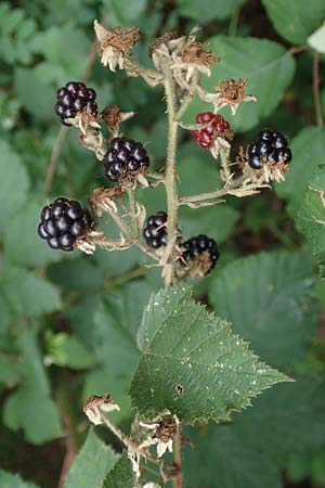 Rubus obtusangulus \ Stumpfkantige Brombeere / Obtuse-Angle Bramble, D Stutensee-Blankenloch 20.8.2019