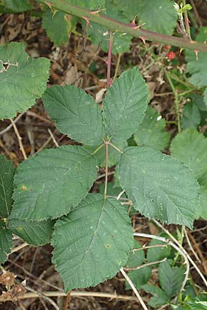 Rubus obtusangulus \ Stumpfkantige Brombeere / Obtuse-Angle Bramble, D Stutensee-Blankenloch 20.8.2019