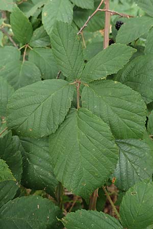 Rubus obtusangulus \ Stumpfkantige Brombeere / Obtuse-Angle Bramble, D Stutensee-Blankenloch 20.8.2019