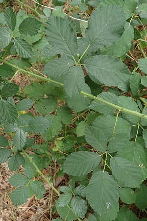 Rubus obtusangulus \ Stumpfkantige Brombeere / Obtuse-Angle Bramble, D Karlsruhe 20.8.2019