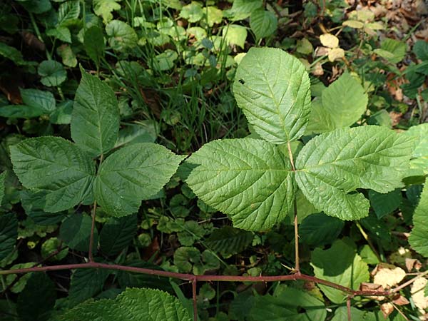 Rubus orthostachys \ Geradachsige Haselblatt-Brombeere / Straight-Axis Bramble, D Sachsenheim-Häfnerhaslach 11.9.2019