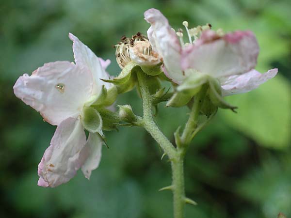 Rubus orthostachys \ Geradachsige Haselblatt-Brombeere / Straight-Axis Bramble, D Sachsenheim-Häfnerhaslach 11.9.2019