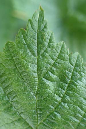 Rubus orthostachyoides \ Geradachsenfrmige Brombeere / Straight-Axis Bramble, D Spessart, Burgsinn 21.6.2020