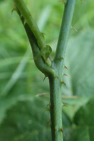 Rubus orthostachyoides \ Geradachsenfrmige Brombeere / Straight-Axis Bramble, D Spessart, Burgsinn 21.6.2020