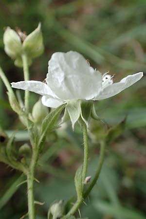 Rubus orthostachys \ Geradachsige Haselblatt-Brombeere / Straight-Axis Bramble, D Dautphetal-Herzhausen 22.6.2020
