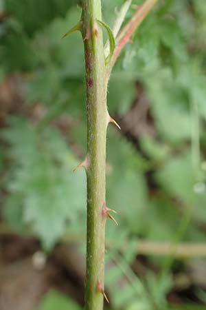 Rubus orthostachyoides \ Geradachsenfrmige Brombeere, D Dautphetal-Damshausen 22.6.2020