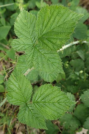 Rubus orthostachyoides \ Geradachsenfrmige Brombeere, D Bischoffen-Niederweidbach 22.6.2020