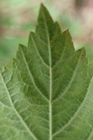 Rubus orthostachyoides \ Geradachsenfrmige Brombeere, D Bischoffen-Niederweidbach 22.6.2020