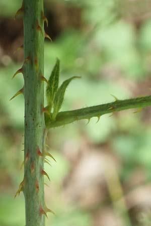 Rubus orthostachyoides \ Geradachsenfrmige Brombeere / Straight-Axis Bramble, D Bischoffen-Niederweidbach 22.6.2020