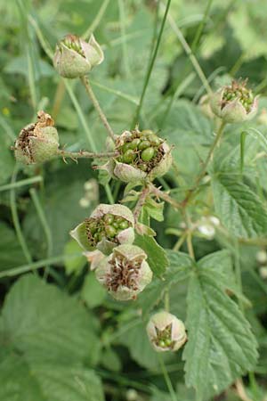 Rubus orthostachyoides \ Geradachsenfrmige Brombeere, D Bischoffen-Niederweidbach 22.6.2020