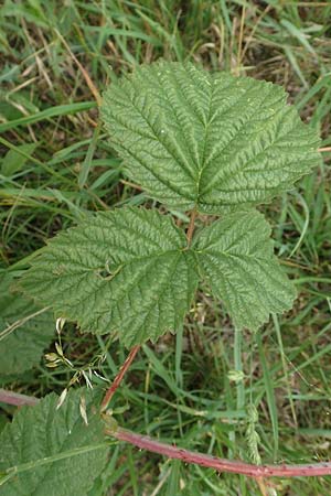 Rubus orthostachyoides \ Geradachsenfrmige Brombeere, D Bischoffen-Niederweidbach 22.6.2020