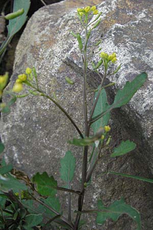 Rorippa palustris \ Gewhnliche Sumpfkresse, D Schwarzwald, Feldberg 18.8.2007