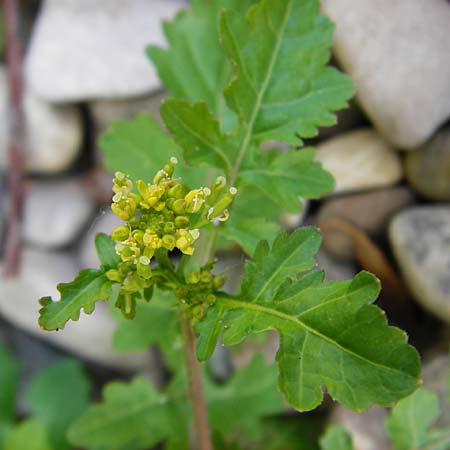 Rorippa palustris \ Gewhnliche Sumpfkresse / Marsh Yellow-Cress, D Mannheim 21.8.2015