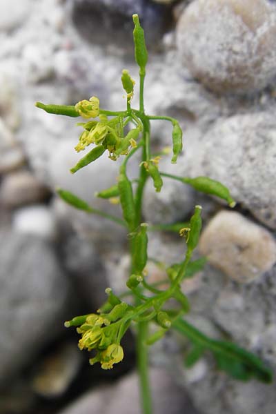 Rorippa palustris \ Gewhnliche Sumpfkresse, D Mannheim 21.8.2015