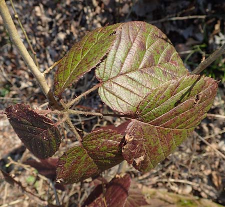 Rubus serie Pallidi \ Gruppe Bleiche Brombeeren, D Östringen-Eichelberg 18.3.2016