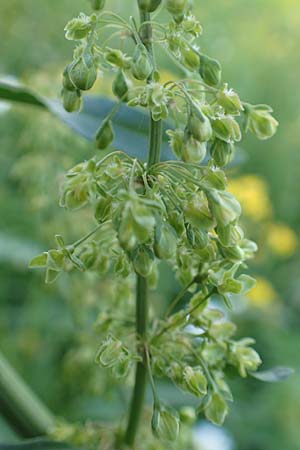 Rumex patientia \ Garten-Ampfer / Garden Dock, D Mannheim 9.5.2016