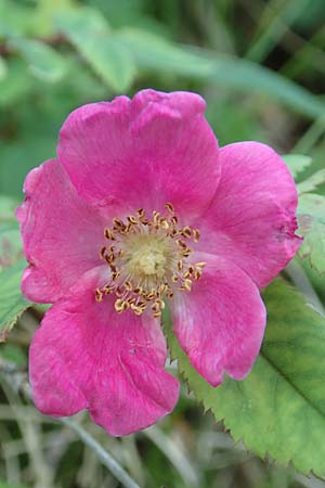 Rosa pendulina \ Alpen-Heckenrose / Alpine Rose, D Pfronten 28.6.2016