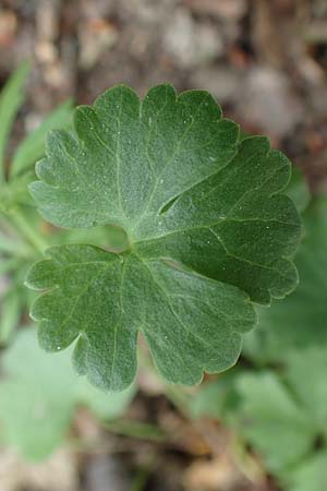 Ranunculus potentilloides \ Fingerkrauthnlicher Gold-Hahnenfu / Potentilla-Leaved Goldilocks, D Wachtberg-Berkum 23.4.2017