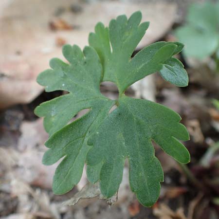 Ranunculus potentilloides \ Fingerkrauthnlicher Gold-Hahnenfu / Potentilla-Leaved Goldilocks, D Wachtberg-Berkum 23.4.2017