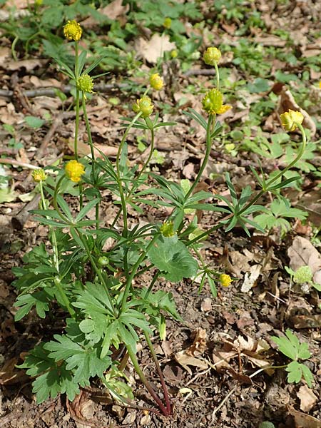 Ranunculus potentilloides \ Fingerkrauthnlicher Gold-Hahnenfu / Potentilla-Leaved Goldilocks, D Wachtberg-Berkum 23.4.2017
